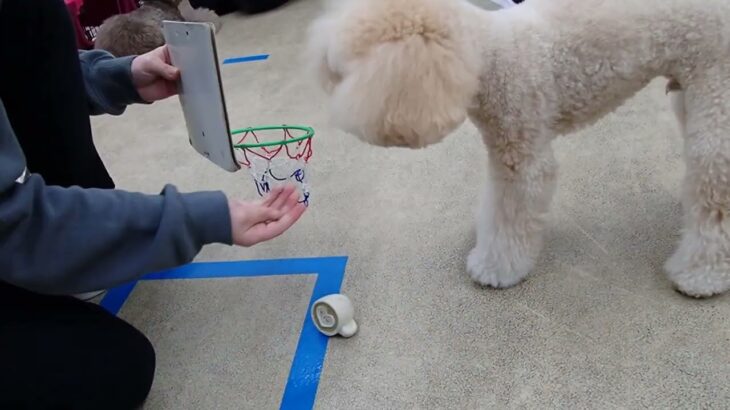 犬の幼稚園 レオくんとトレーニング