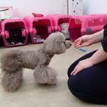 犬の幼稚園 アンジュちゃんとトレーニング