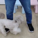 犬の幼稚園 ヴィーノくんとトレーニング