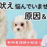 【犬が吠えるのをやめさせたい】動物看護師さんに学ぶ！吠えるしつけの心得