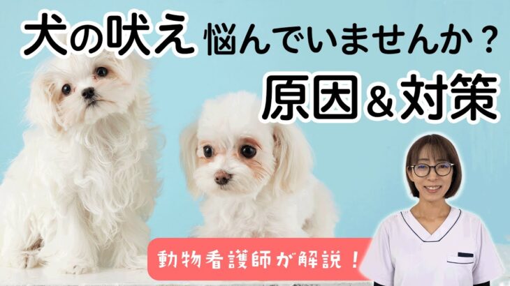 【犬が吠えるのをやめさせたい】動物看護師さんに学ぶ！吠えるしつけの心得