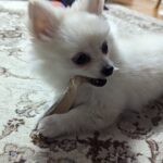 パピー犬のしつけ練習中！