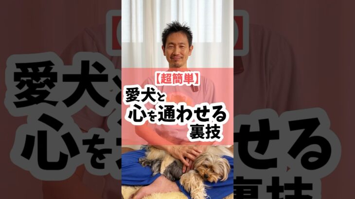 【超簡単】愛犬と心を通わせる裏技#犬のしつけ #犬 #犬のいる暮らし