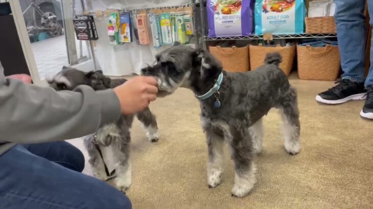 犬の幼稚園 レオンくんとトレーニング