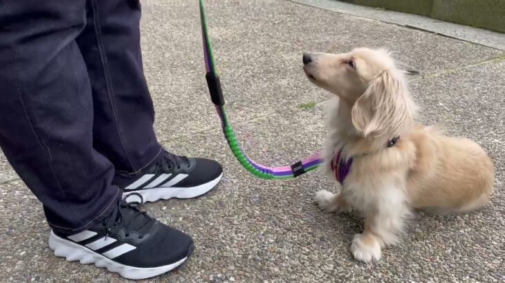 犬の幼稚園 にこまるくんとトレーニング