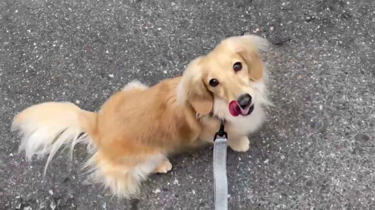 犬の幼稚園 凜ちゃんとトレーニング