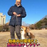 脚側行進では指先の向きで犬の位置が変化する