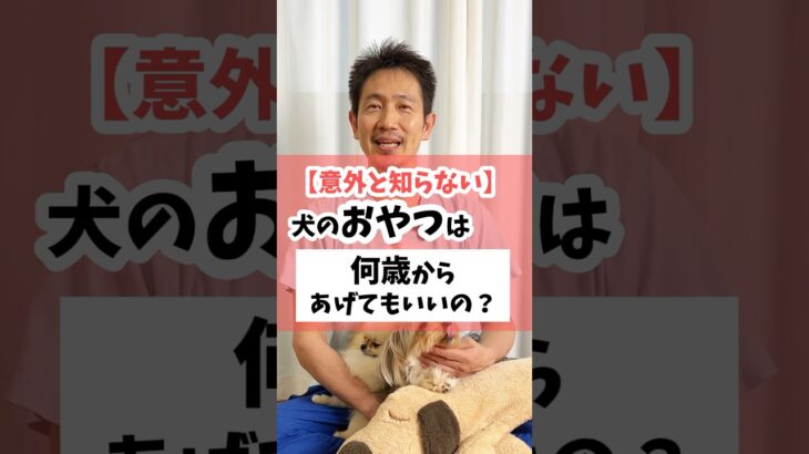 【意外と知らない】犬のおやつは何歳からあげてもいいの？ #犬のしつけ #犬 #犬のいる暮らし#犬のおやつ