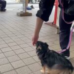 犬の幼稚園 ショコラくんとトレーニング