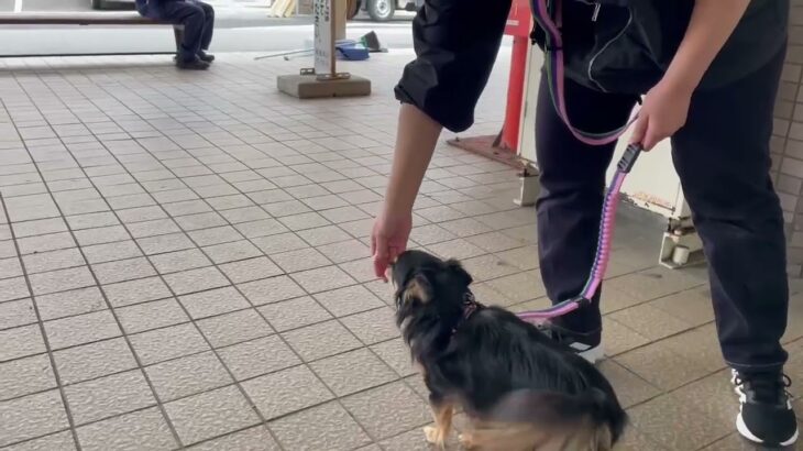 犬の幼稚園 ショコラくんとトレーニング