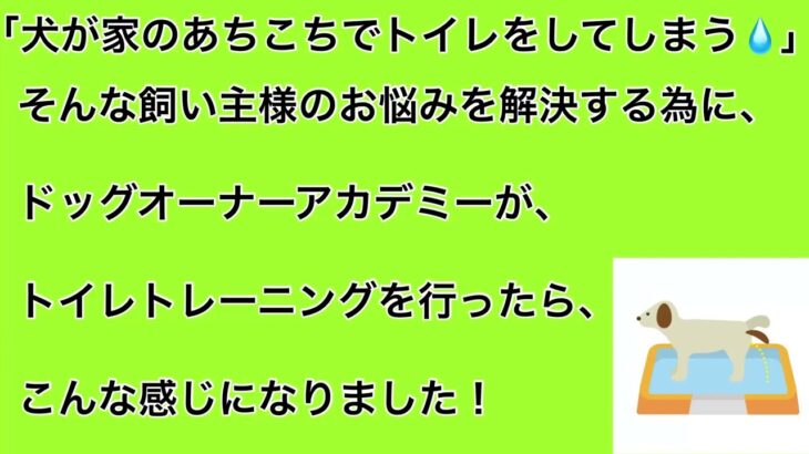 成犬になってからトイレの失敗を改善するために、ドッグトレーナーがトイレトレーニングを行ったら、こんな感じになりました！