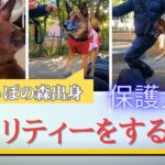 【保護犬】元野良犬ちゃんでもアジリティをする理由【しっぽの森】