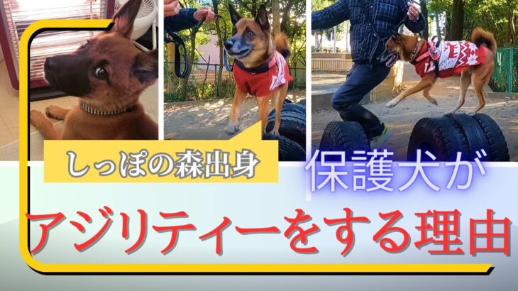 【保護犬】元野良犬ちゃんでもアジリティをする理由【しっぽの森】