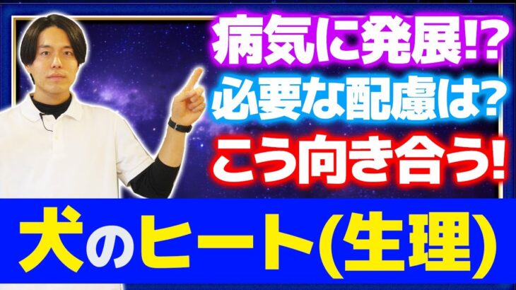 ♀犬の生理（ヒート）で気をつけたいポイント！全員に知って欲しい向き合い方や必要な配慮について！【プロドッグトレーナー】