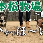 【柴犬】【ビーグル犬】【多頭飼育】休憩を兼ねて寄った所は、柴犬とビーグル犬にとって楽しい場所だった。