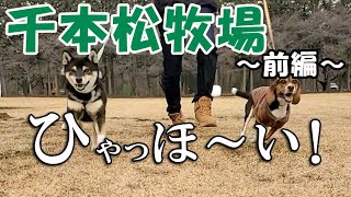 【柴犬】【ビーグル犬】【多頭飼育】休憩を兼ねて寄った所は、柴犬とビーグル犬にとって楽しい場所だった。