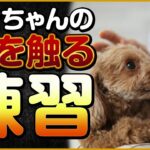 ワンちゃんの顔を触る練習