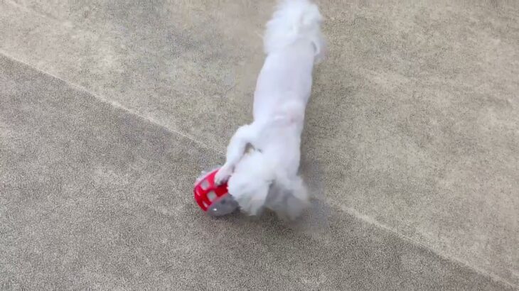 犬の幼稚園 華ちゃんとトレーニング