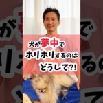 犬が夢中でホリホリするのはどうして？ #犬 #犬のしつけ #犬のいる暮らし