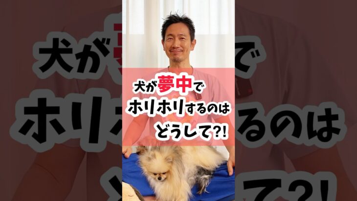 犬が夢中でホリホリするのはどうして？ #犬 #犬のしつけ #犬のいる暮らし