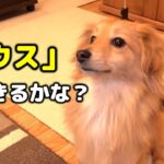 【しつけ】愛犬にハウスを覚えさせようとしたら…【天才？】