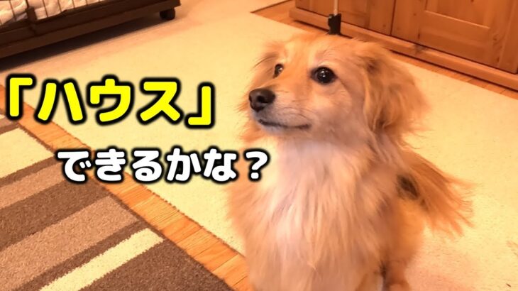 【しつけ】愛犬にハウスを覚えさせようとしたら…【天才？】