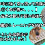 【犬が散歩中に強く引っ張って危険なので、お散歩に行くのが怖い、、、】そんな土佐犬と暮らす飼い主様と、一緒にお散歩トレーニングを続けたら、のんびりとしたお散歩ができる様になりました！