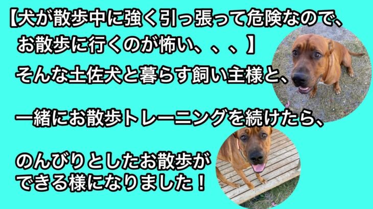 【犬が散歩中に強く引っ張って危険なので、お散歩に行くのが怖い、、、】そんな土佐犬と暮らす飼い主様と、一緒にお散歩トレーニングを続けたら、のんびりとしたお散歩ができる様になりました！