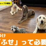 犬のしつけ「フセ！」は必要か？