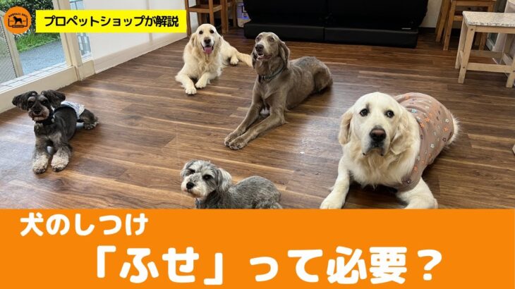 犬のしつけ「フセ！」は必要か？