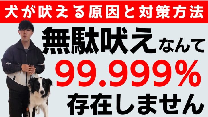 犬のしつけ｜犬が吠える原因と対策方法を伝授します！