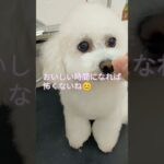 トリミング楽しんでる？ #しつけ #しつけ方 #トイプードル #子犬