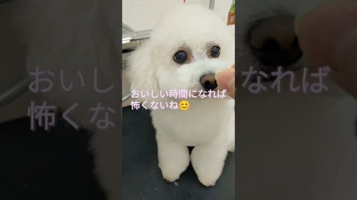 トリミング楽しんでる？ #しつけ #しつけ方 #トイプードル #子犬