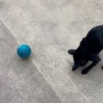 犬の幼稚園 金吾くんとトレーニング