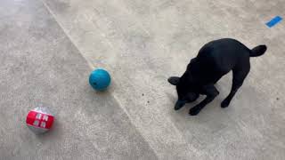 犬の幼稚園 金吾くんとトレーニング