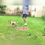 ㊗️❣️当チャンネルから初の海外レッスン開始❣️#海外 #犬 #しつけ