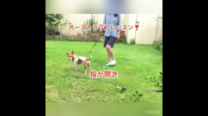 ㊗️❣️当チャンネルから初の海外レッスン開始❣️#海外 #犬 #しつけ