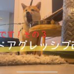 【危険】フードアグレッシブ 柴犬 本気噛み 犬のしつけ 主従関係 信頼関係 散歩