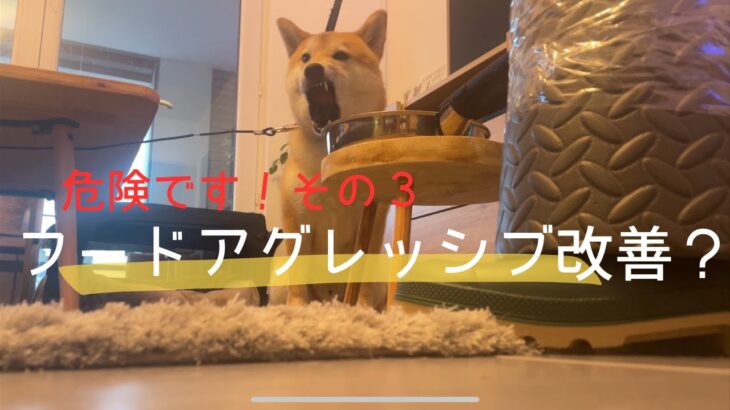 【危険】フードアグレッシブ 柴犬 本気噛み 犬のしつけ 主従関係 信頼関係 散歩