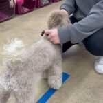 犬の幼稚園 ハニちゃんとトレーニング