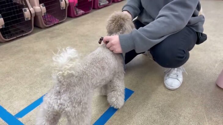 犬の幼稚園 ハニちゃんとトレーニング