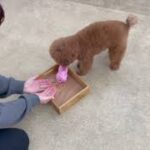 犬の幼稚園 りあんちゃんとトレーニング