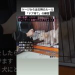 ケージから出る時のルール「ドア待て」　#ドア待て #ハウストレーニング #パピートレーニング #犬のしつけ