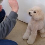 犬の幼稚園 レオくんとトレーニング