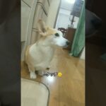 「タッチ」可愛くて何回もやらせた結果#コーギー #犬 #犬のしつけ