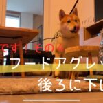 【危険】フードアグレッシブな柴犬 主張の強い犬との接し方はとりあえずメンタル強く主従関係 信頼関係 犬のしつけ