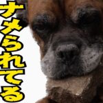 【絶望】【犬にナメられる人の特徴１０】犬の目から見た 信頼関係の崩壊ポイント！！愛情と理解の不足がもたらす結果は！？#ペット #犬のしつけ #犬の健康