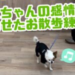 【犬しつけ解説】わんちゃんの感情に合わせたお散歩練習