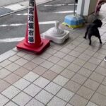 犬の幼稚園 朗くんとトレーニング