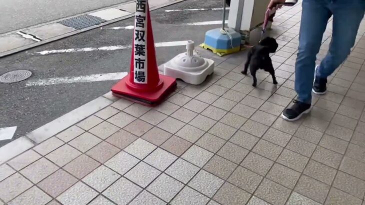 犬の幼稚園 朗くんとトレーニング